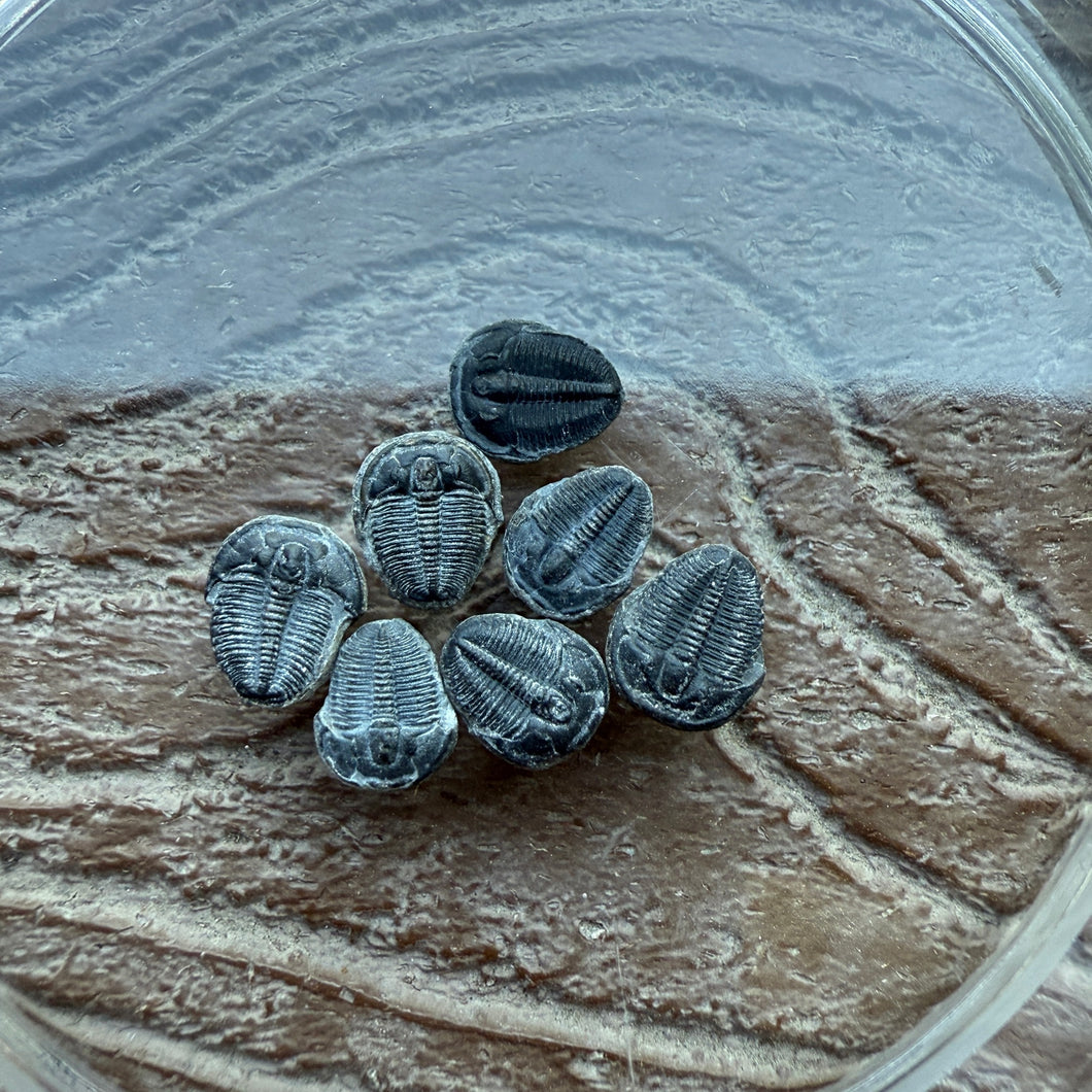 Elrathia kingii Fossil Trilobite Complete smalls Rare 1/4-3/8