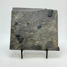 Load image into Gallery viewer, Fossil trilobites on shale rock
