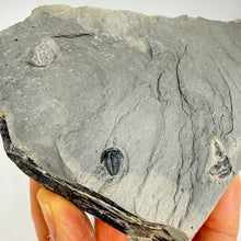 Load image into Gallery viewer, Hand holding a piece of rock with embedded fossil trilobite on a white background

