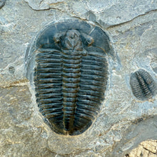 Load image into Gallery viewer, Fossilized trilobite Elrathia kingii on it&#39;s matrix rock surface
