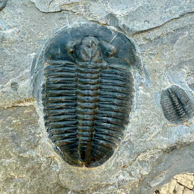Fossilized trilobite Elrathia kingii on it's matrix rock surface