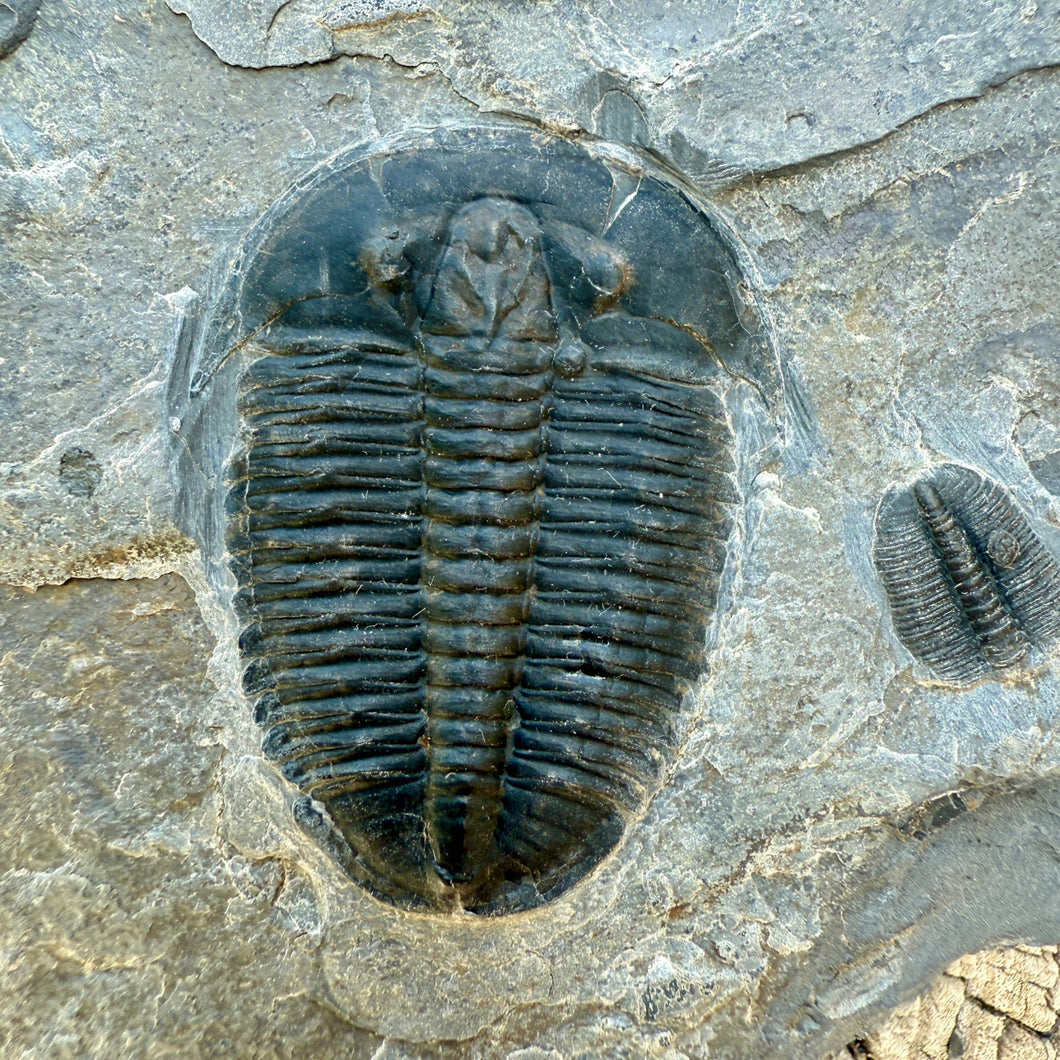 Fossilized trilobite Elrathia kingii on it's matrix rock surface