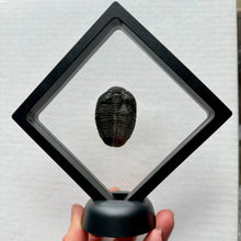 Load image into Gallery viewer, Fossil encased in a clear acrylic display case held by a hand against a light background
