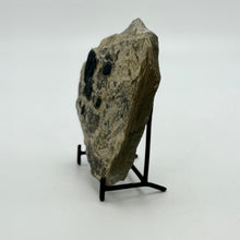 Load image into Gallery viewer, Large shale rock with trilobites on a black stand against a white background
