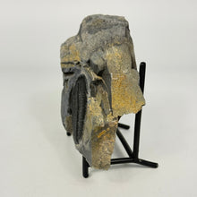 Load image into Gallery viewer, Fossilized trilobite on a white background
