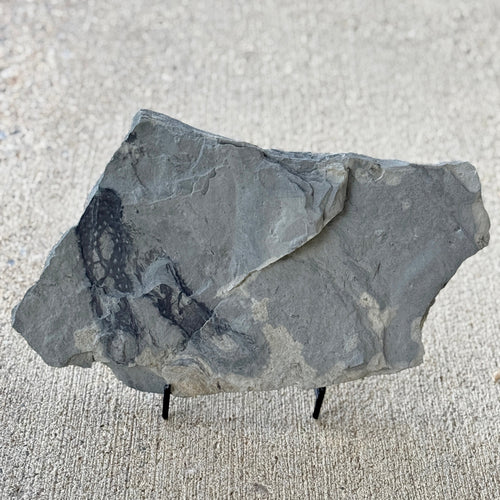 Fossilized rock with embedded algae prints on a concrete surface