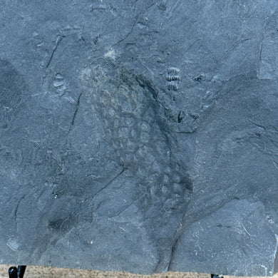 Close up of Cambrian fossilized Algae on Grey shale