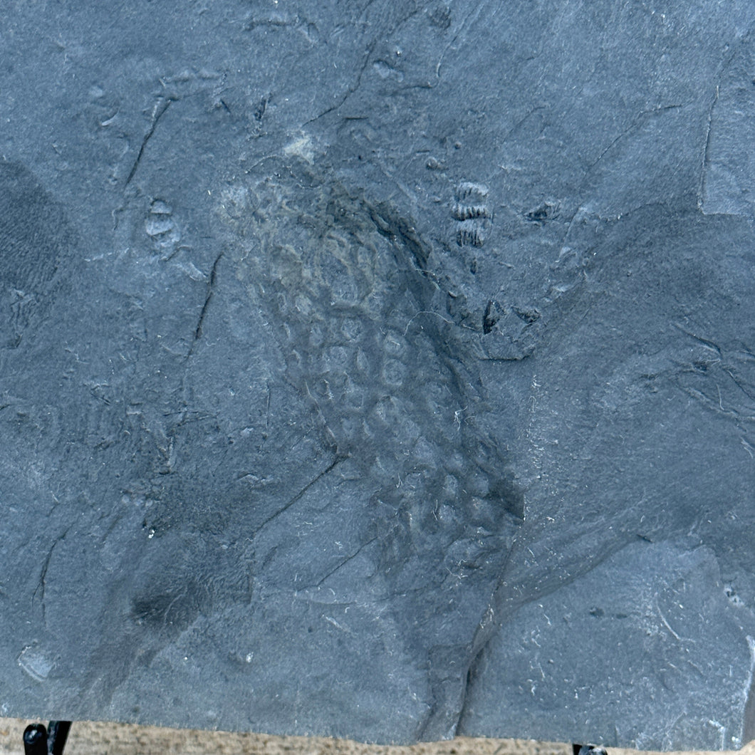 Close up of Cambrian fossilized Algae on Grey shale