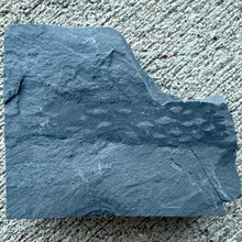 Load image into Gallery viewer, Grey shale with a fossilized Algae on the surface
