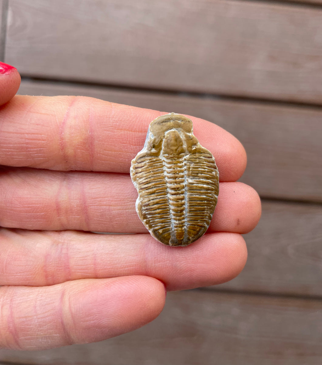 Fossil Trilobite with RARE preserved coloration 