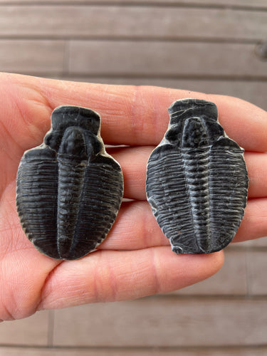 Fossil Trilobite from Utah