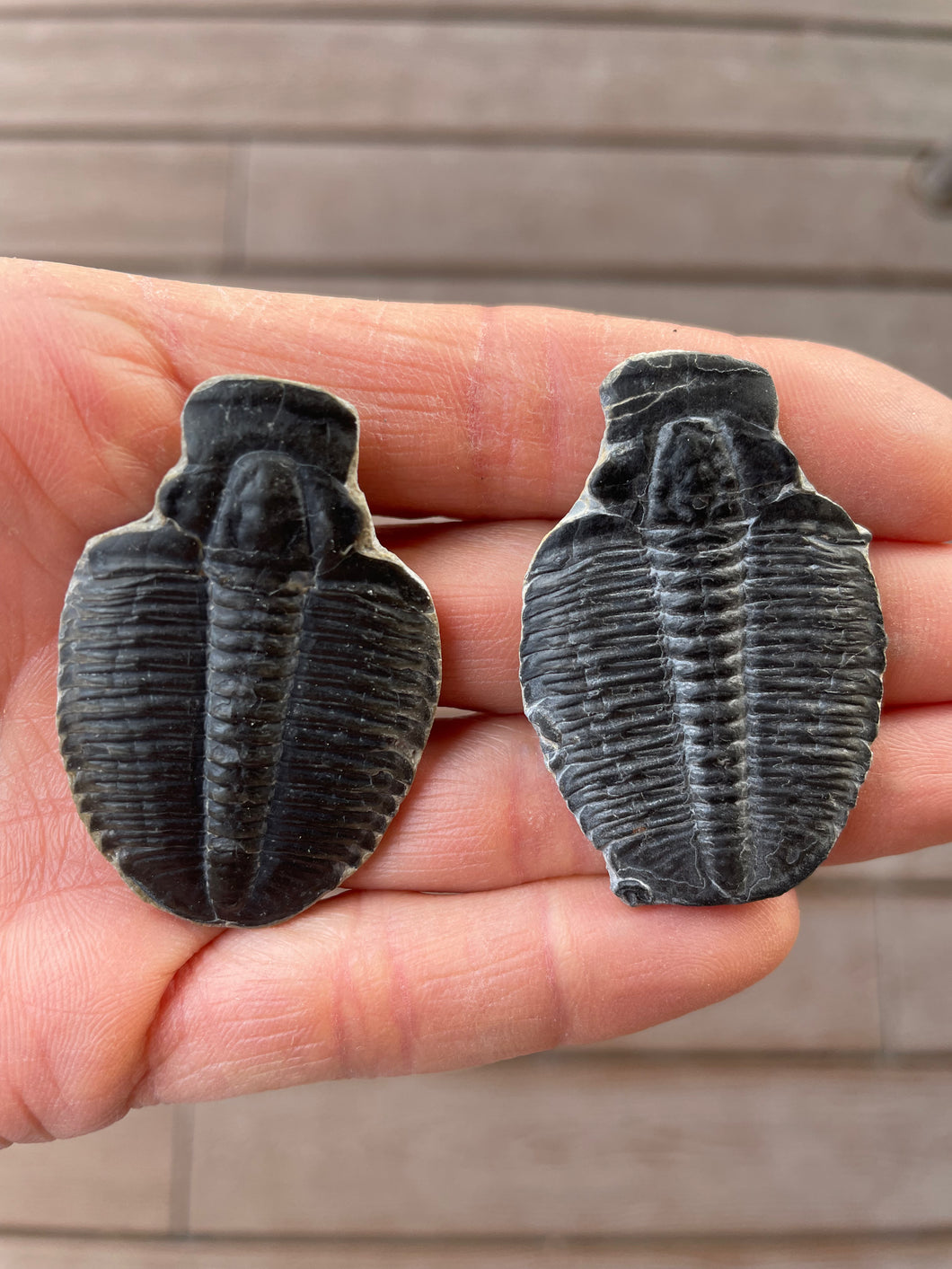 Fossil Trilobite from Utah