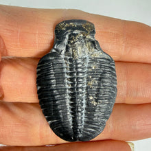 Load image into Gallery viewer, Trilobite fossil held between fingers against a neutral background
