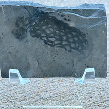 Load image into Gallery viewer, Fossilized algae on a clear stand against a neutral background

