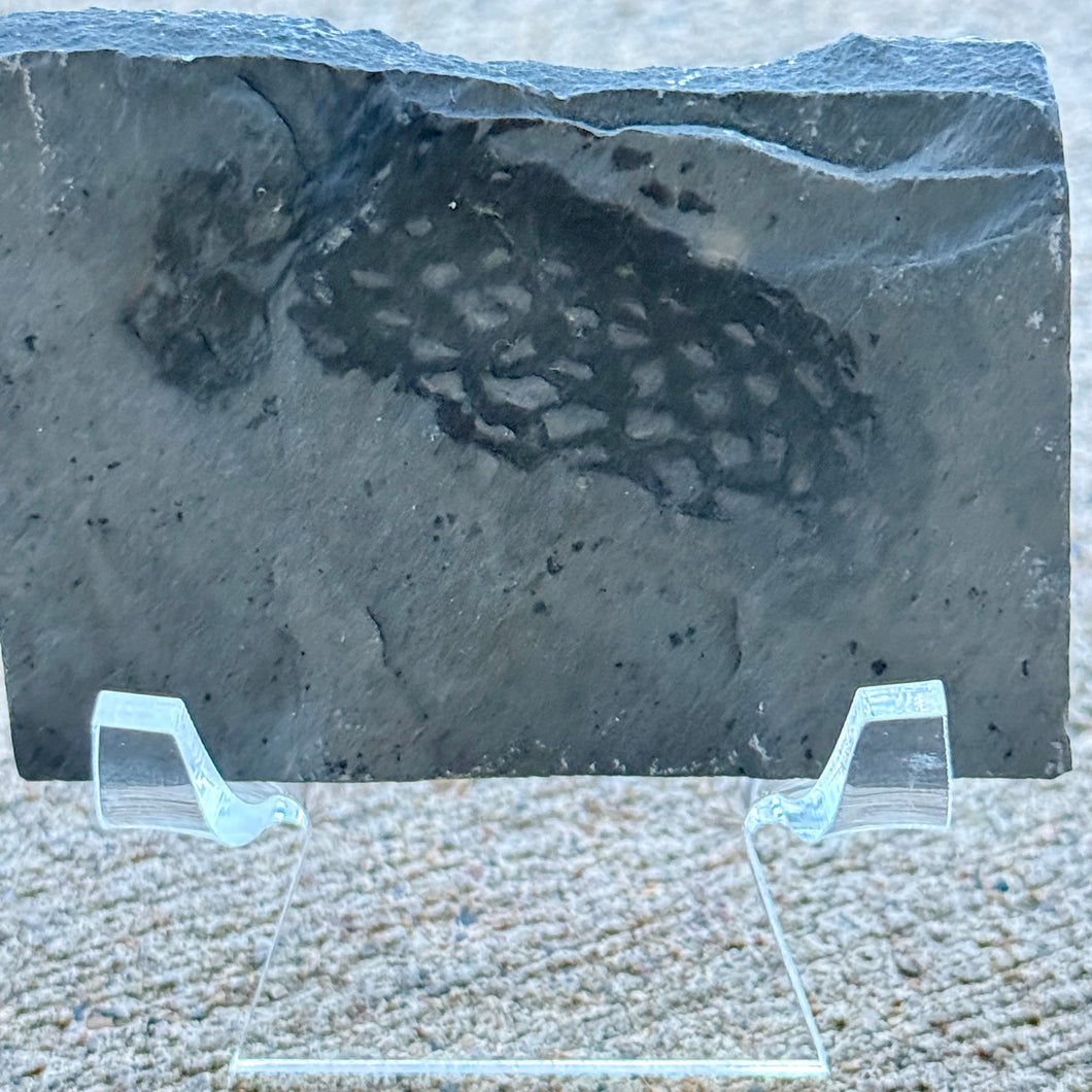 Fossilized algae on a clear stand against a neutral background