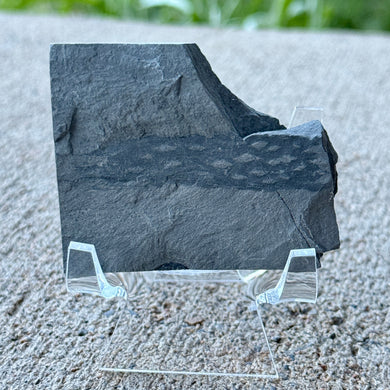 Grey shale on a clear stand outdoors with grass in the background