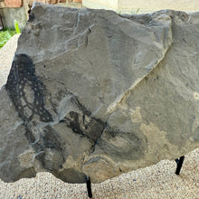 Load image into Gallery viewer, Large shale slab with an embedded Cambrian fossilized algae
