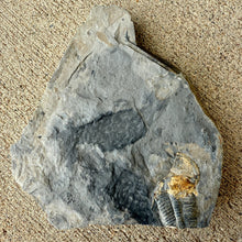 Load image into Gallery viewer, Fossilized algae embedded in a Cambrian shale rock 
