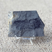 Load image into Gallery viewer, Fossilized algae on a stand against a neutral background
