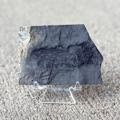 Fossilized algae on a stand against a neutral background