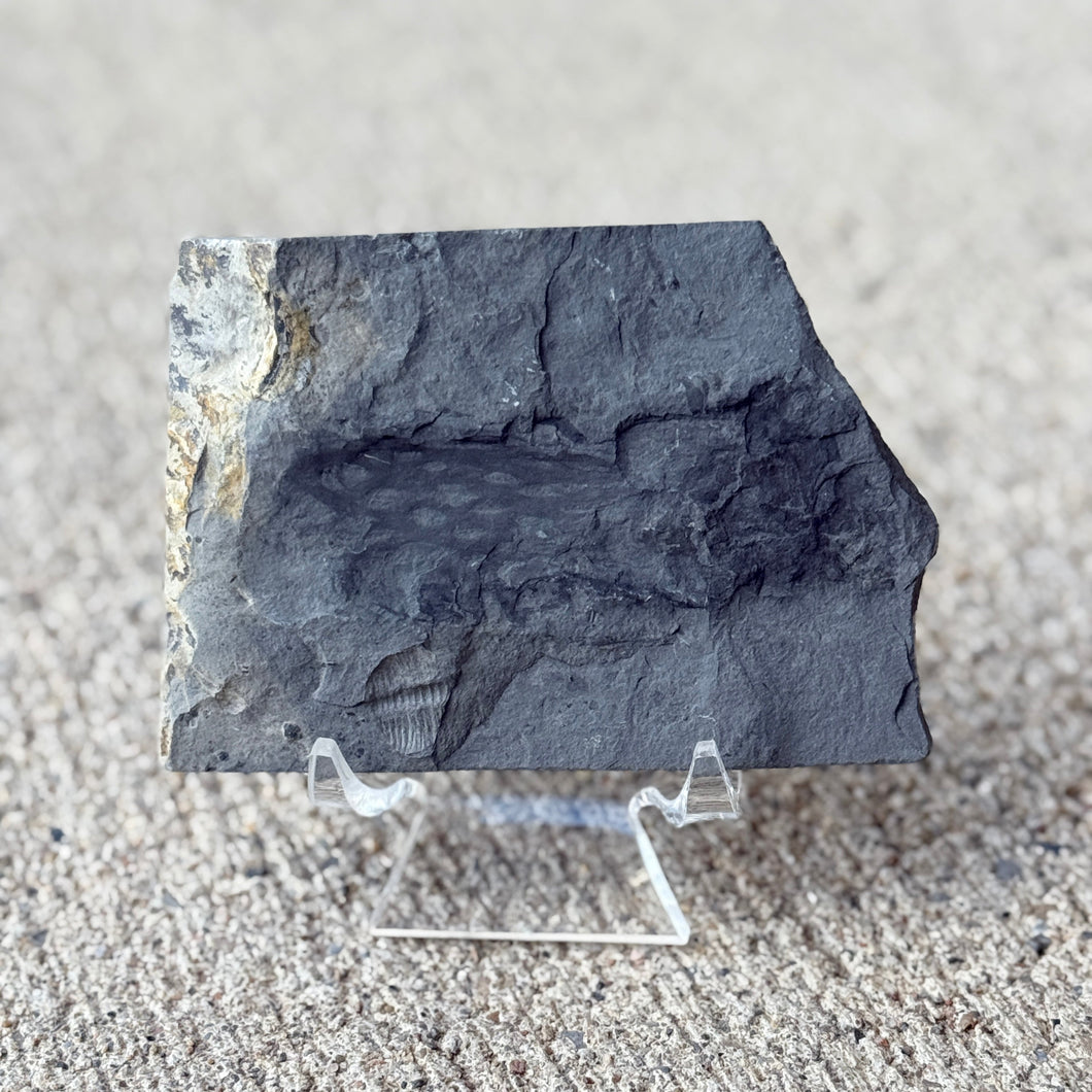 Fossilized algae on a stand against a neutral background