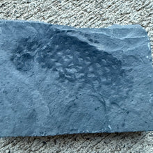 Load image into Gallery viewer, close up of fossilized algae on a wheeler shale
