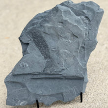 Load image into Gallery viewer, Large gray shale stone containing a cambrian fossilized algae frond
