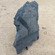 Load image into Gallery viewer, Large dark gray shale stone on a concrete surface
