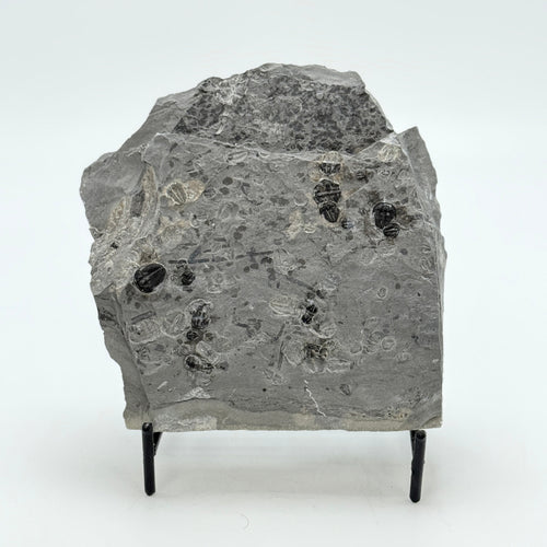 Decorative stone with embedded fossils on a stand against a white background