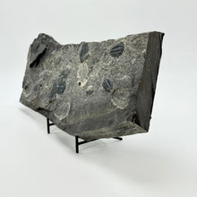 Load image into Gallery viewer, Large shale stone with embedded trilobite fossils on a stand against a white background
