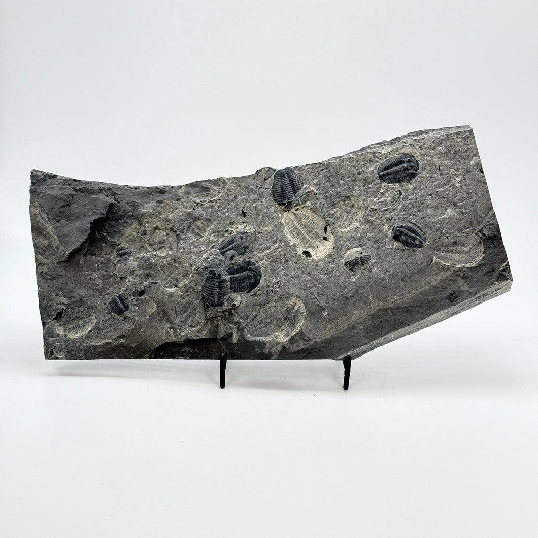 Fossilized trilobite specimen on a stand with a white background