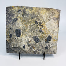 Load image into Gallery viewer, Mass mortality plate sample with dark trilobites on a light shale background
