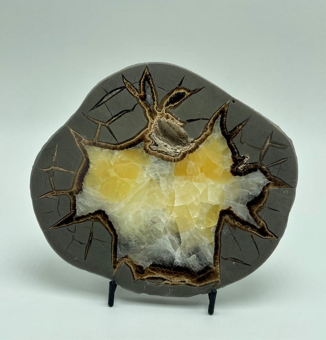 High polished Septarian Slab with unique Fossil Imprint
