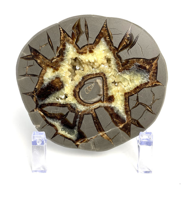 Septarian half with visible Turritella Fossil remnants