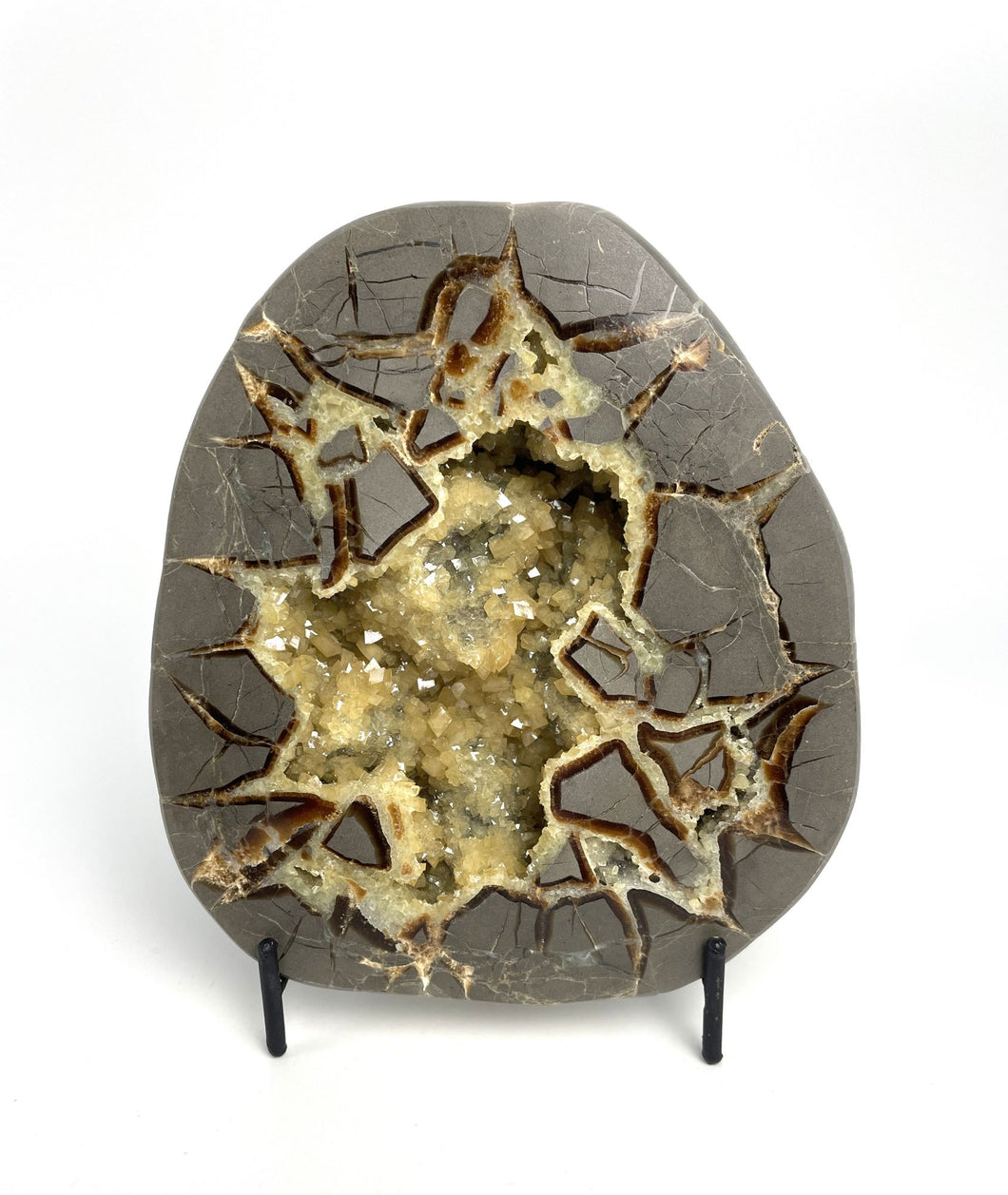 Septarian Half with visible Turritella type Fossil remnant