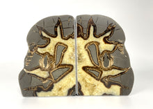 Load image into Gallery viewer, Septarian Bookend with visible fossil remnants on the beautiful polished side
