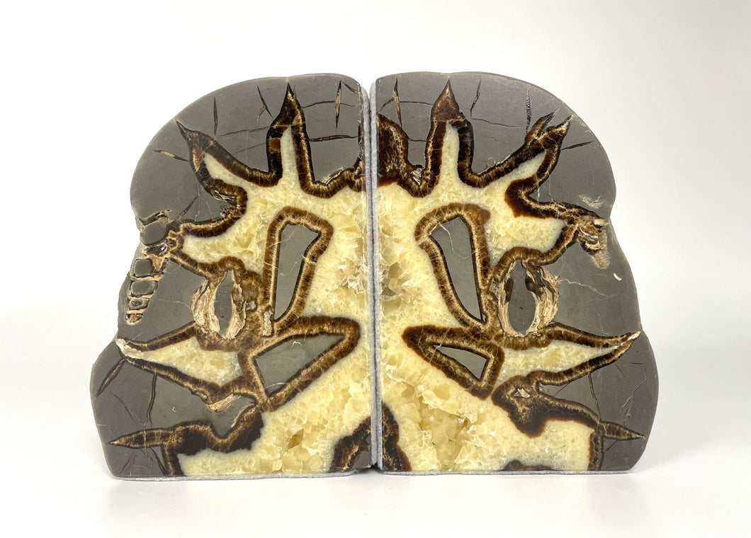 Septarian Bookend with visible fossil remnants on the beautiful polished side