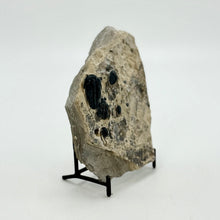 Load image into Gallery viewer, Shale rock with embedded trilobite fossils on a stand against a white background
