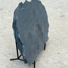 Load image into Gallery viewer, Large dark gray shale stone on a stand against a light gray background
