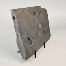 Load image into Gallery viewer, Fossilized rock with embedded trilobite fossils on a white background
