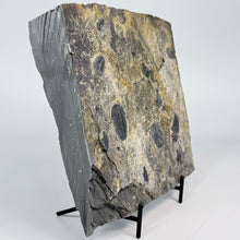Load image into Gallery viewer, Fossilized rock with embedded fossil trilobites on a white background
