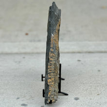Load image into Gallery viewer, Fossilized side view of Cambrian shale specimen on a stand against a plain background

