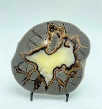 Load image into Gallery viewer, Utah Septarian Slab with Fossil cross-section 5-5 1/2&quot;
