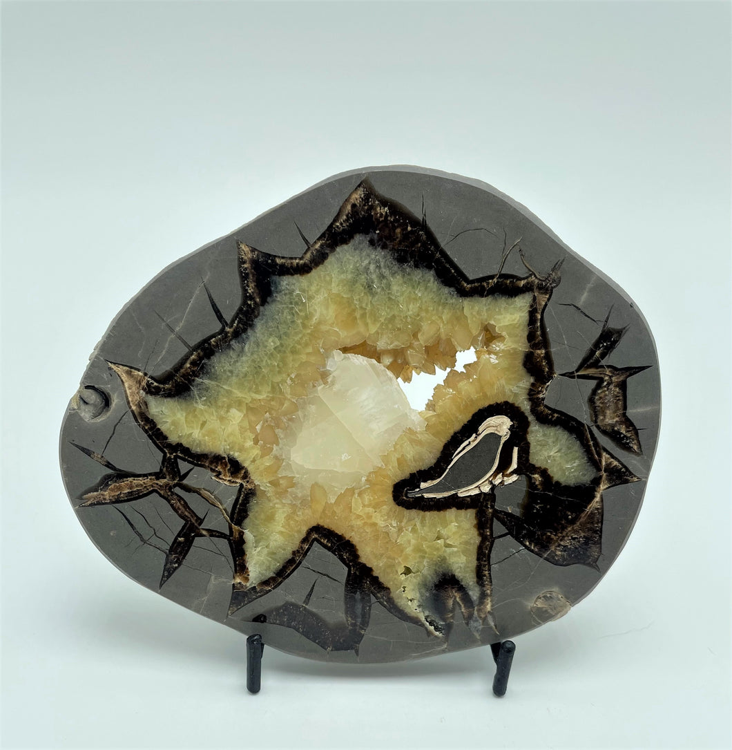 Highly Polished Utah Septarian Slab with visible Calcite Crystals, Barite cross-section and Fossil remnant 5-5 1/2