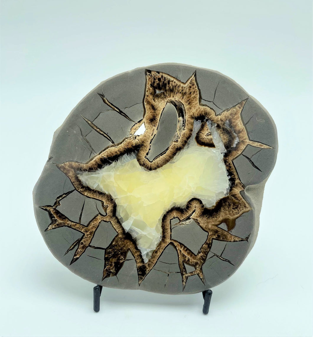 Utah Septarian Slab with Fossil cross-section 5-5 1/2