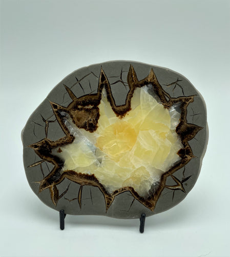Septarian Nodule slab