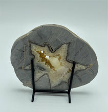 Load image into Gallery viewer, Back side of a Septarian Slab with visible fossil remnants, crystal hollow and barite crystal
