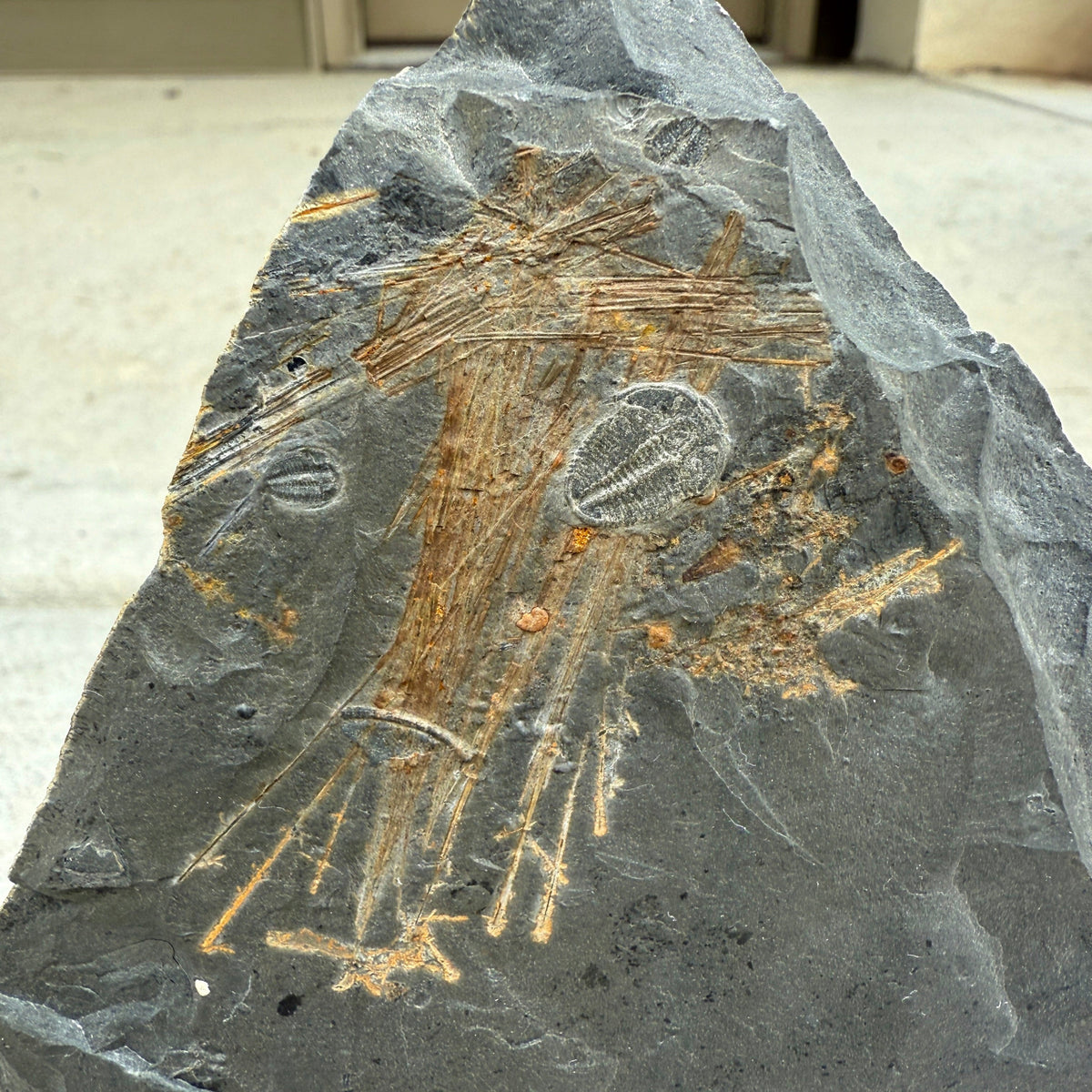 Fossilized Cambrian Choia Sponge Spicules – The Bug House
