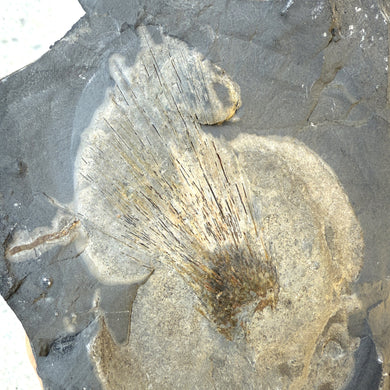 Fossilized Cambrian soft body sponge embedded in shale