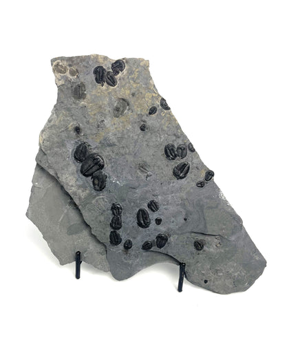 Elrathia kingii Trilobite Mass Mortality Plate